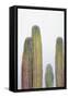Colorful cactus. Cabo San Lucas, Mexico.-Julien McRoberts-Framed Stretched Canvas