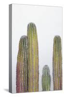 Colorful cactus. Cabo San Lucas, Mexico.-Julien McRoberts-Stretched Canvas