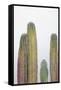 Colorful cactus. Cabo San Lucas, Mexico.-Julien McRoberts-Framed Stretched Canvas