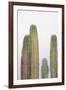 Colorful cactus. Cabo San Lucas, Mexico.-Julien McRoberts-Framed Photographic Print