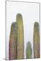 Colorful cactus. Cabo San Lucas, Mexico.-Julien McRoberts-Mounted Photographic Print