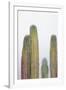 Colorful cactus. Cabo San Lucas, Mexico.-Julien McRoberts-Framed Photographic Print