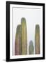 Colorful cactus. Cabo San Lucas, Mexico.-Julien McRoberts-Framed Photographic Print