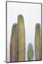 Colorful cactus. Cabo San Lucas, Mexico.-Julien McRoberts-Mounted Photographic Print