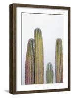 Colorful cactus. Cabo San Lucas, Mexico.-Julien McRoberts-Framed Photographic Print