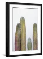 Colorful cactus. Cabo San Lucas, Mexico.-Julien McRoberts-Framed Photographic Print