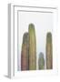 Colorful cactus. Cabo San Lucas, Mexico.-Julien McRoberts-Framed Photographic Print
