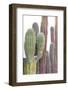 Colorful cactus. Cabo San Lucas, Mexico.-Julien McRoberts-Framed Photographic Print