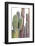 Colorful cactus. Cabo San Lucas, Mexico.-Julien McRoberts-Framed Photographic Print