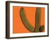Colorful Cactus Details, Mexico-Walter Bibikow-Framed Premium Photographic Print
