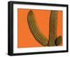 Colorful Cactus Details, Mexico-Walter Bibikow-Framed Premium Photographic Print