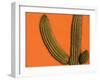 Colorful Cactus Details, Mexico-Walter Bibikow-Framed Premium Photographic Print