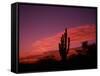 Colorful Cactus in the Sunset, Arizona, USA-Bill Bachmann-Framed Stretched Canvas