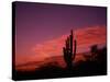 Colorful Cactus in the Sunset, Arizona, USA-Bill Bachmann-Stretched Canvas