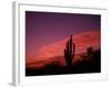 Colorful Cactus in the Sunset, Arizona, USA-Bill Bachmann-Framed Photographic Print