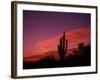 Colorful Cactus in the Sunset, Arizona, USA-Bill Bachmann-Framed Photographic Print