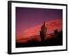 Colorful Cactus in the Sunset, Arizona, USA-Bill Bachmann-Framed Photographic Print