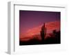 Colorful Cactus in the Sunset, Arizona, USA-Bill Bachmann-Framed Photographic Print