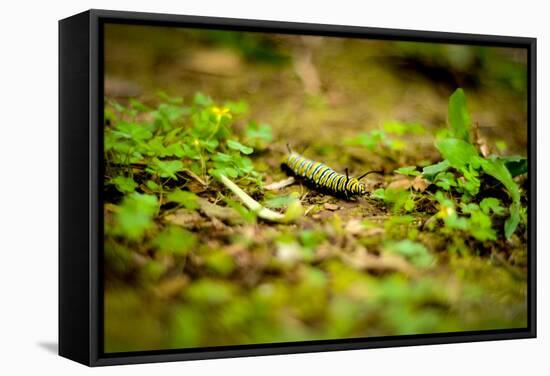 Colorful Caterpiller-Mr Doomits-Framed Stretched Canvas