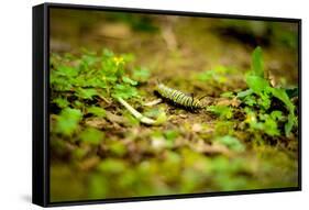 Colorful Caterpiller-Mr Doomits-Framed Stretched Canvas