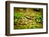Colorful Caterpiller-Mr Doomits-Framed Photographic Print