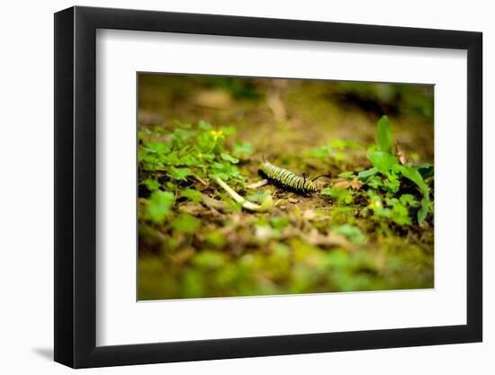 Colorful Caterpiller-Mr Doomits-Framed Photographic Print