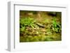 Colorful Caterpiller-Mr Doomits-Framed Photographic Print