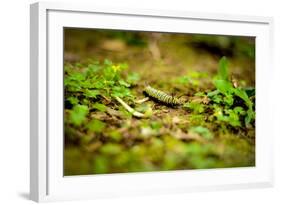 Colorful Caterpiller-Mr Doomits-Framed Photographic Print