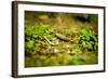 Colorful Caterpiller-Mr Doomits-Framed Photographic Print