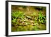 Colorful Caterpiller-Mr Doomits-Framed Photographic Print