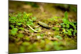 Colorful Caterpiller-Mr Doomits-Mounted Photographic Print