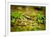 Colorful Caterpiller-Mr Doomits-Framed Photographic Print