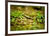 Colorful Caterpiller-Mr Doomits-Framed Photographic Print