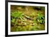 Colorful Caterpiller-Mr Doomits-Framed Photographic Print