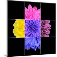 Colorful Chrysanthemum Flower Mosaic Design-tr3gi-Mounted Art Print