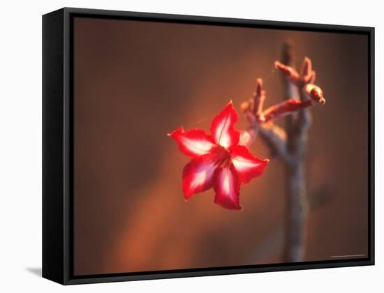 Colorful Close-up of a Flower, Kruger National Park, South Africa-Bill Bachmann-Framed Stretched Canvas