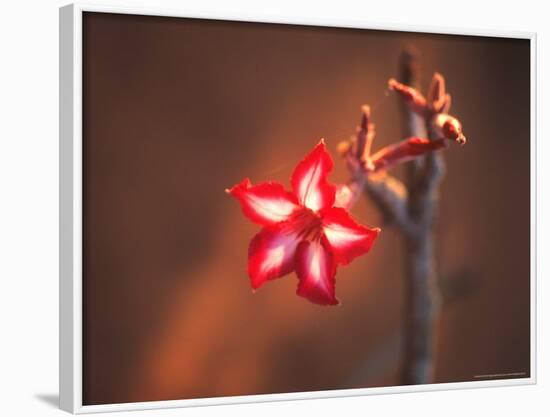 Colorful Close-up of a Flower, Kruger National Park, South Africa-Bill Bachmann-Framed Photographic Print