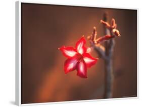 Colorful Close-up of a Flower, Kruger National Park, South Africa-Bill Bachmann-Framed Photographic Print