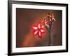 Colorful Close-up of a Flower, Kruger National Park, South Africa-Bill Bachmann-Framed Photographic Print
