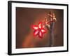 Colorful Close-up of a Flower, Kruger National Park, South Africa-Bill Bachmann-Framed Photographic Print