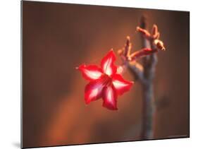 Colorful Close-up of a Flower, Kruger National Park, South Africa-Bill Bachmann-Mounted Photographic Print