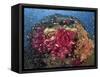 Colorful Corals on Reef, Raja Ampat, Papua, Indonesia-Jones-Shimlock-Framed Stretched Canvas