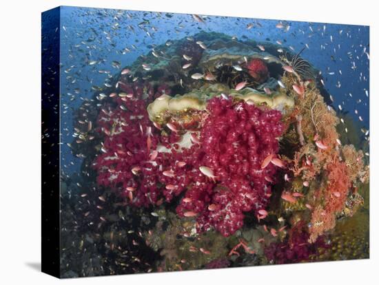 Colorful Corals on Reef, Raja Ampat, Papua, Indonesia-Jones-Shimlock-Stretched Canvas