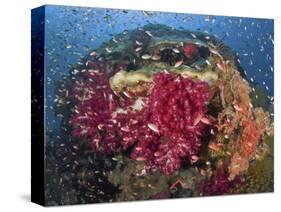 Colorful Corals on Reef, Raja Ampat, Papua, Indonesia-Jones-Shimlock-Stretched Canvas