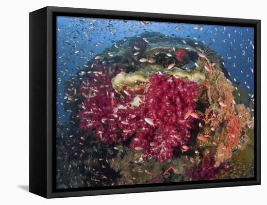 Colorful Corals on Reef, Raja Ampat, Papua, Indonesia-Jones-Shimlock-Framed Stretched Canvas