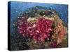 Colorful Corals on Reef, Raja Ampat, Papua, Indonesia-Jones-Shimlock-Stretched Canvas