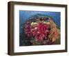 Colorful Corals on Reef, Raja Ampat, Papua, Indonesia-Jones-Shimlock-Framed Photographic Print