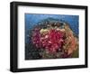 Colorful Corals on Reef, Raja Ampat, Papua, Indonesia-Jones-Shimlock-Framed Photographic Print