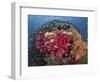 Colorful Corals on Reef, Raja Ampat, Papua, Indonesia-Jones-Shimlock-Framed Photographic Print