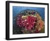 Colorful Corals on Reef, Raja Ampat, Papua, Indonesia-Jones-Shimlock-Framed Photographic Print